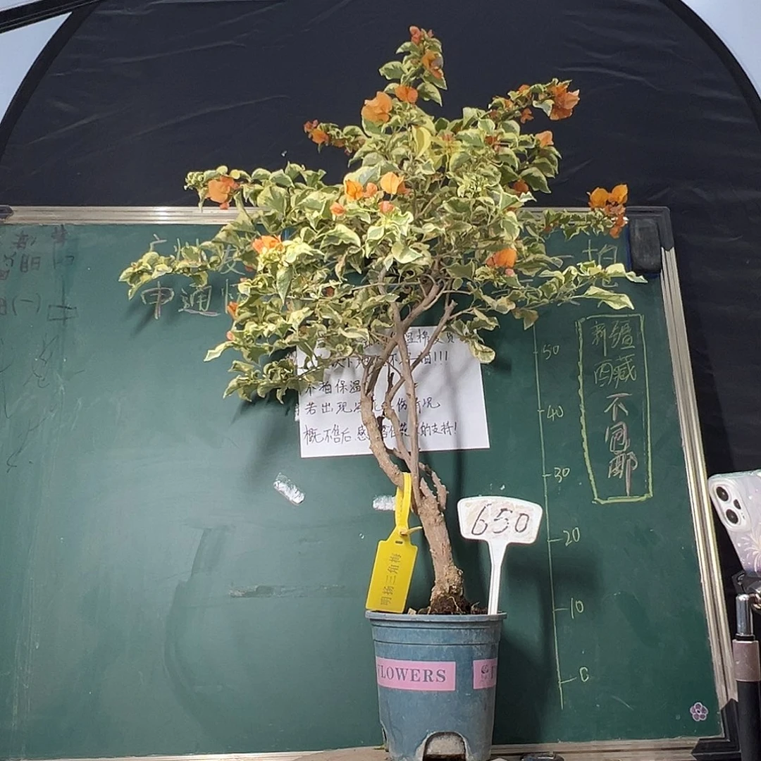 完全开放高85CM 金边黄 原生树头 650