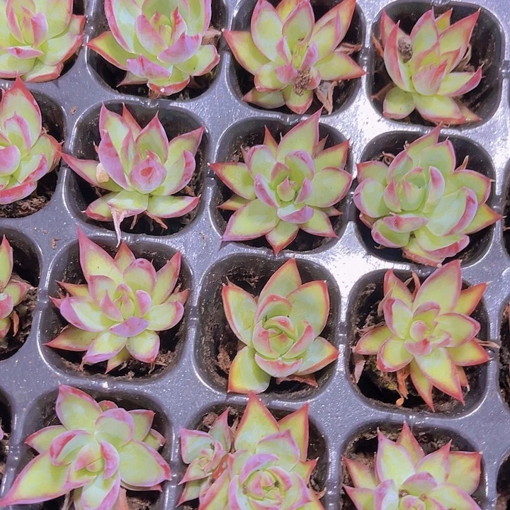 精品惊鸿仙子多肉植物