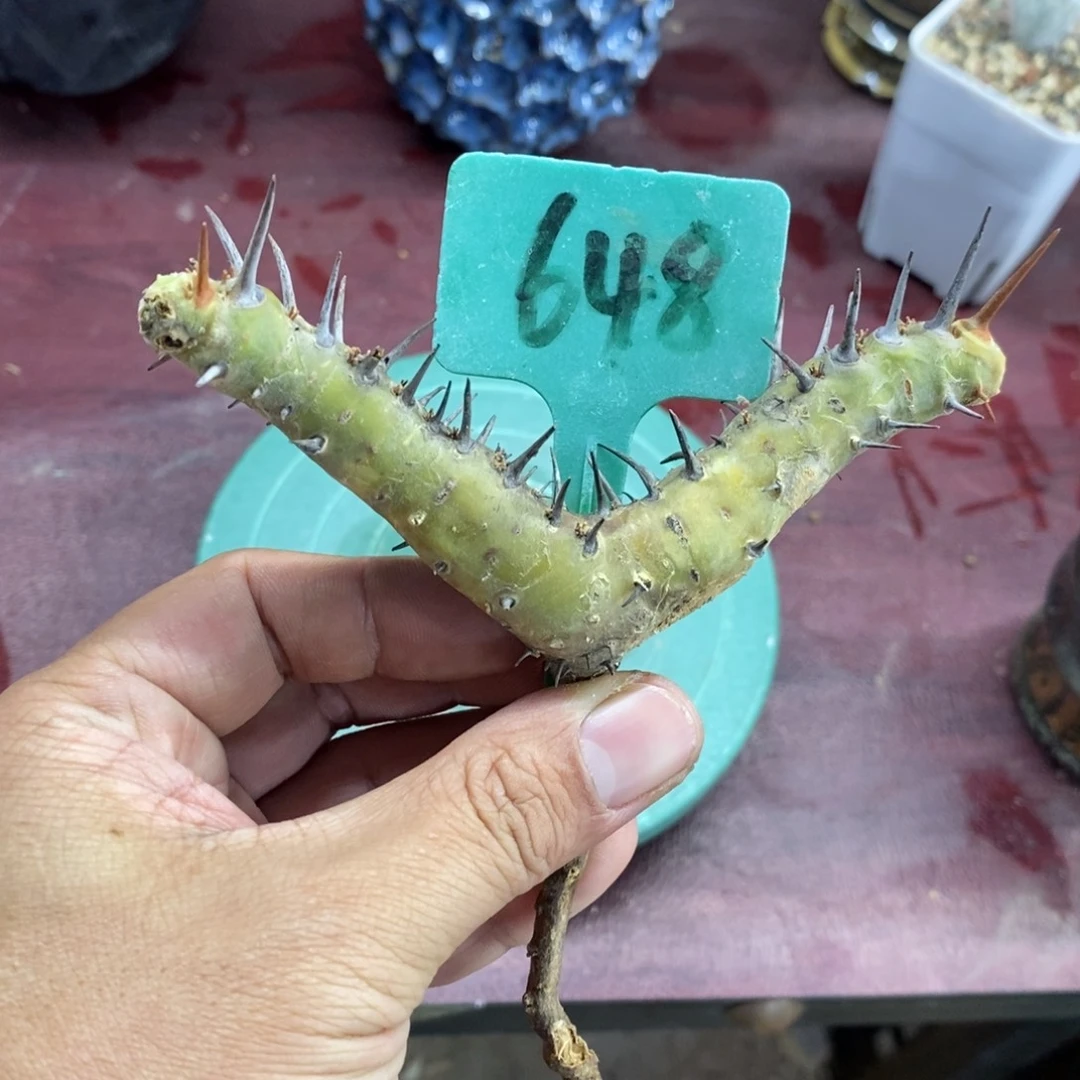 刺越界多肉植物一个