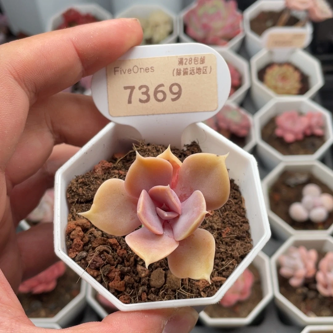 紫珍珠7369-4.5厘米