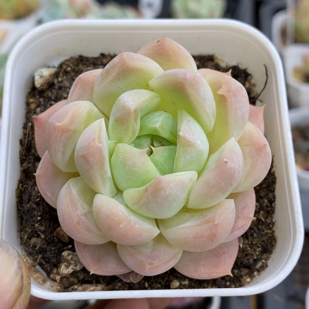 精品多肉一物一拍不包整84