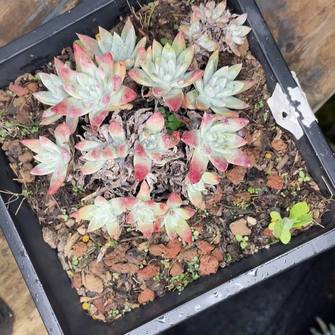 爱**间仙女杯老桩多头2935