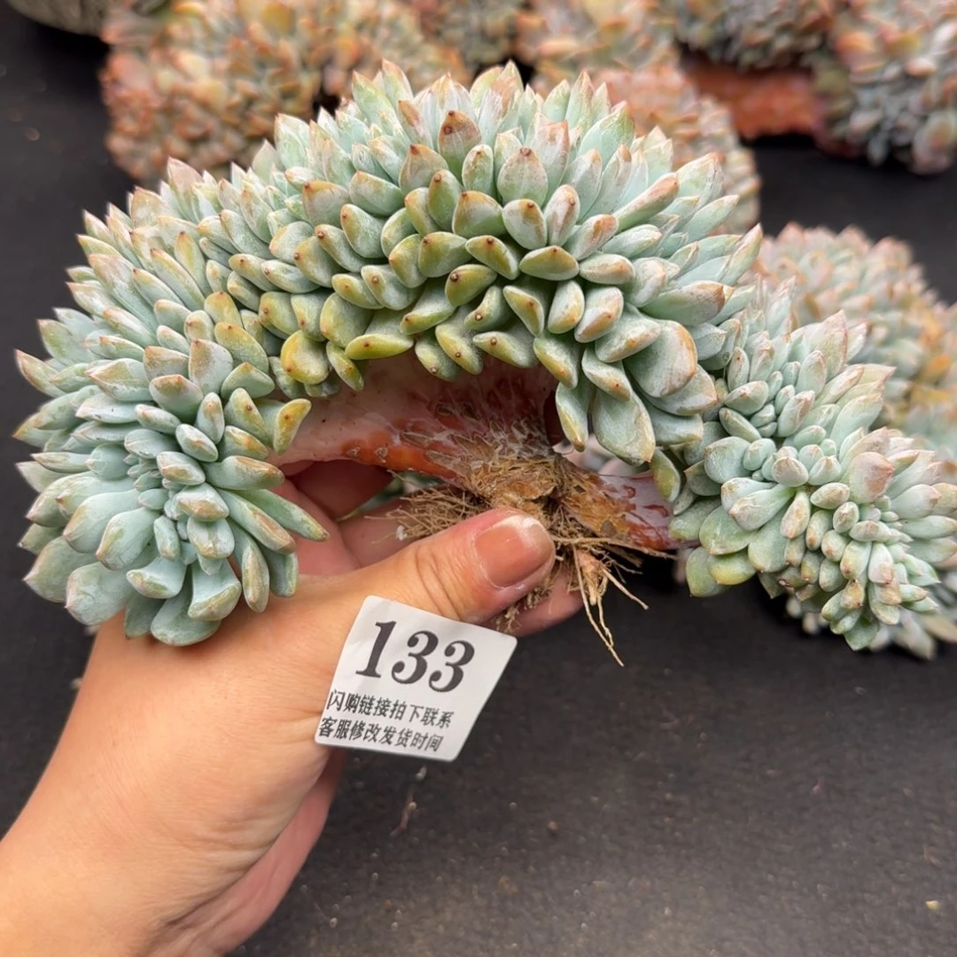 133星影缀（17厘米左右）满58包邮冷链