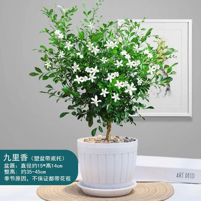 正宗九里香盆栽浓香型花卉水培九里香老桩树苗耐寒观花四季开花卉