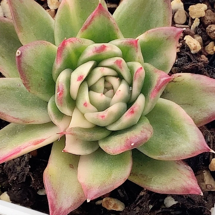 不知名东云一物一拍，