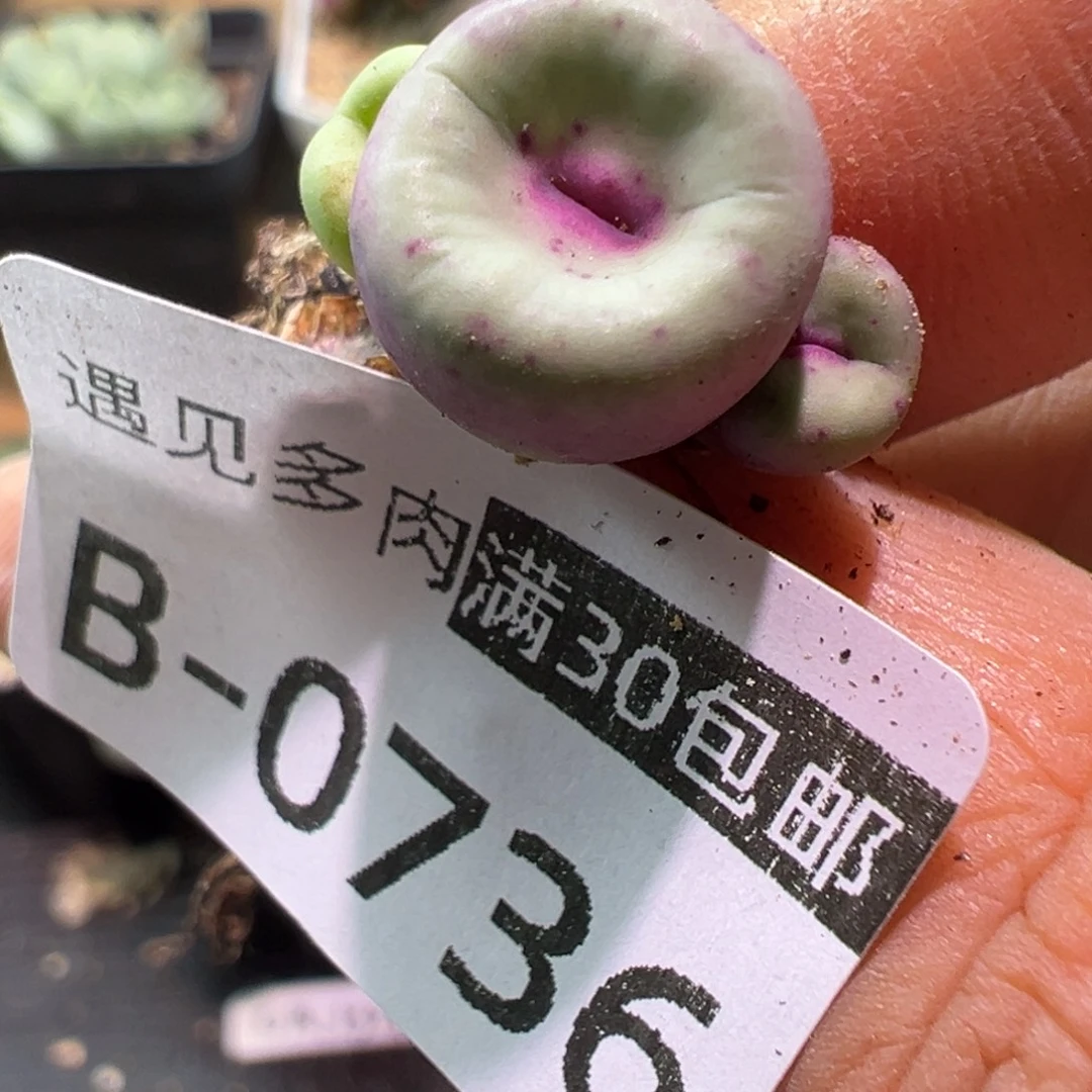 多肉植物11111111111