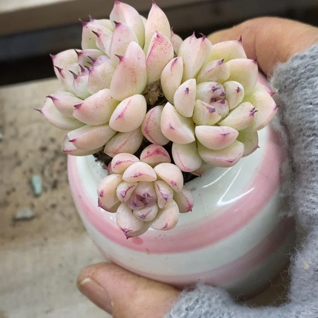 精品多肉一物一拍不包整192