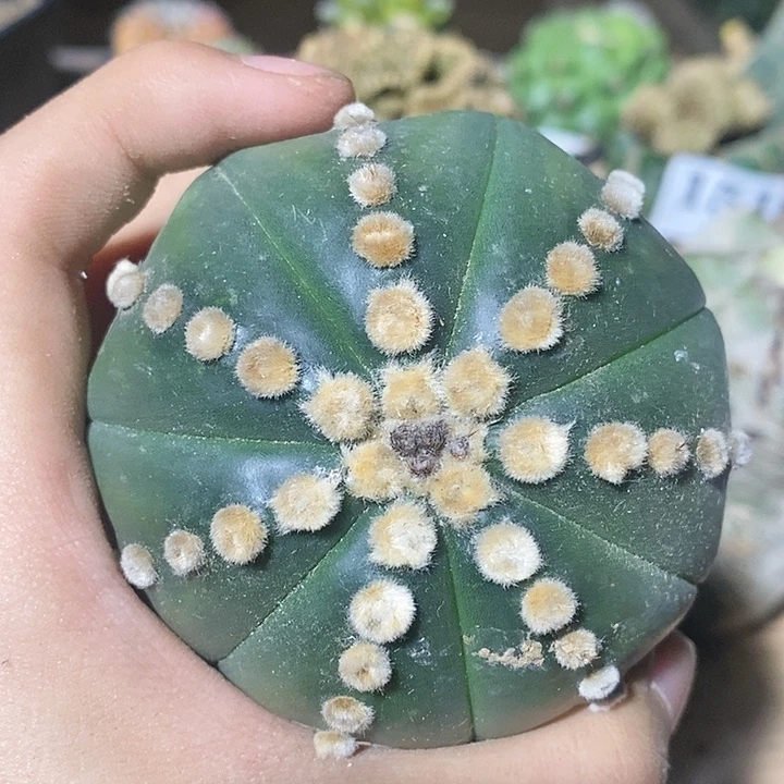 苗落无根连星海星