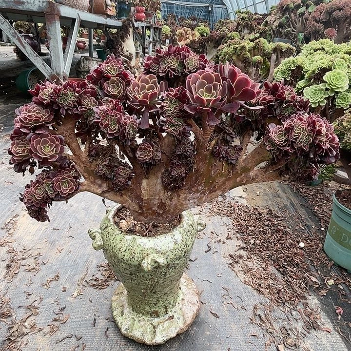 【闪购商品】全部花朵欧嘉莉