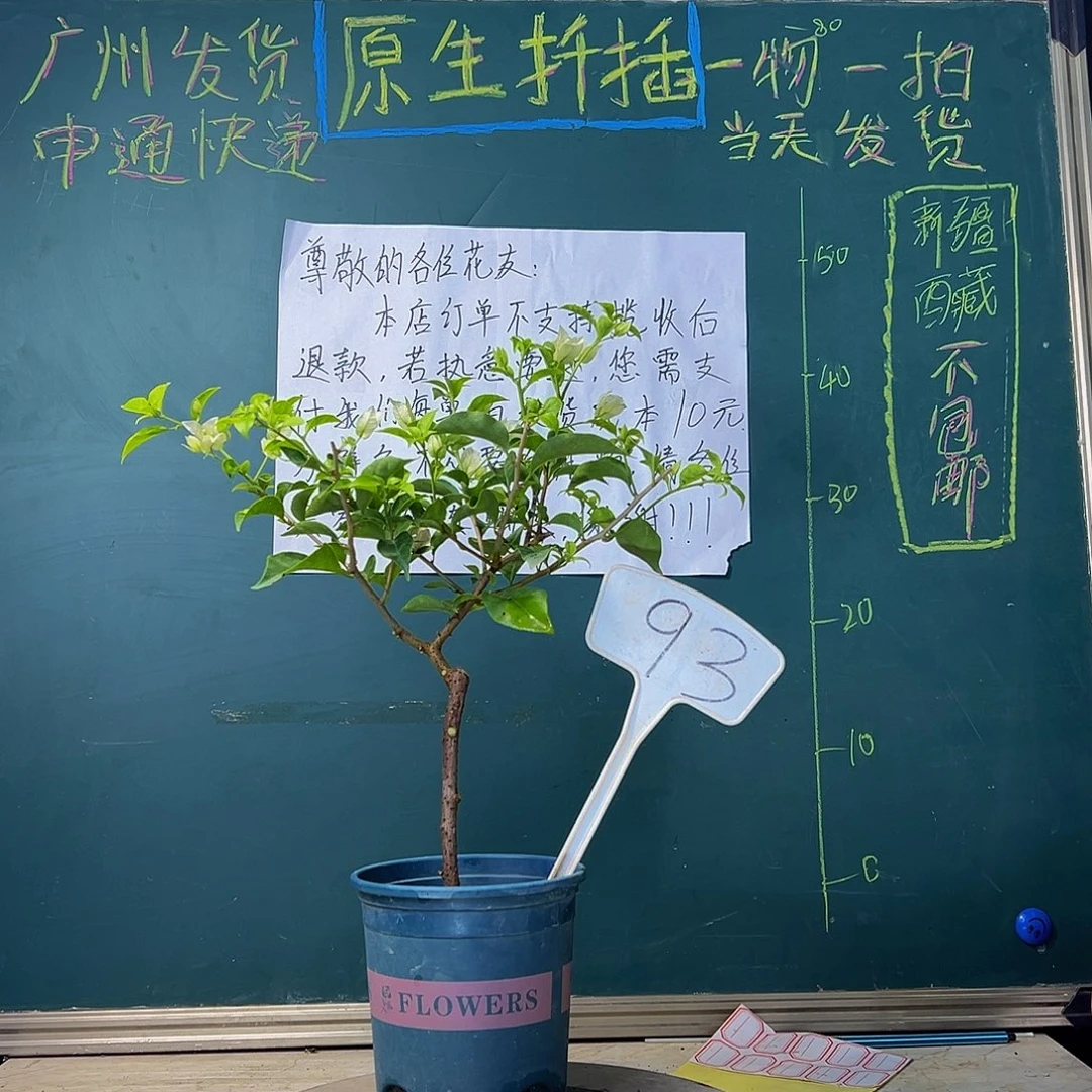 当前无花栽培后可以开花白雪公主 93