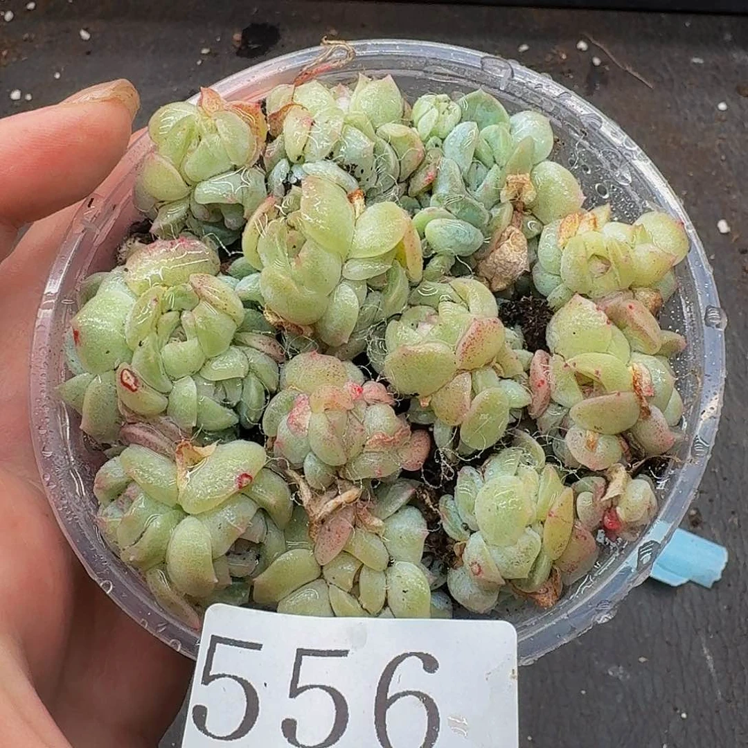 多肉植物多肉植物556