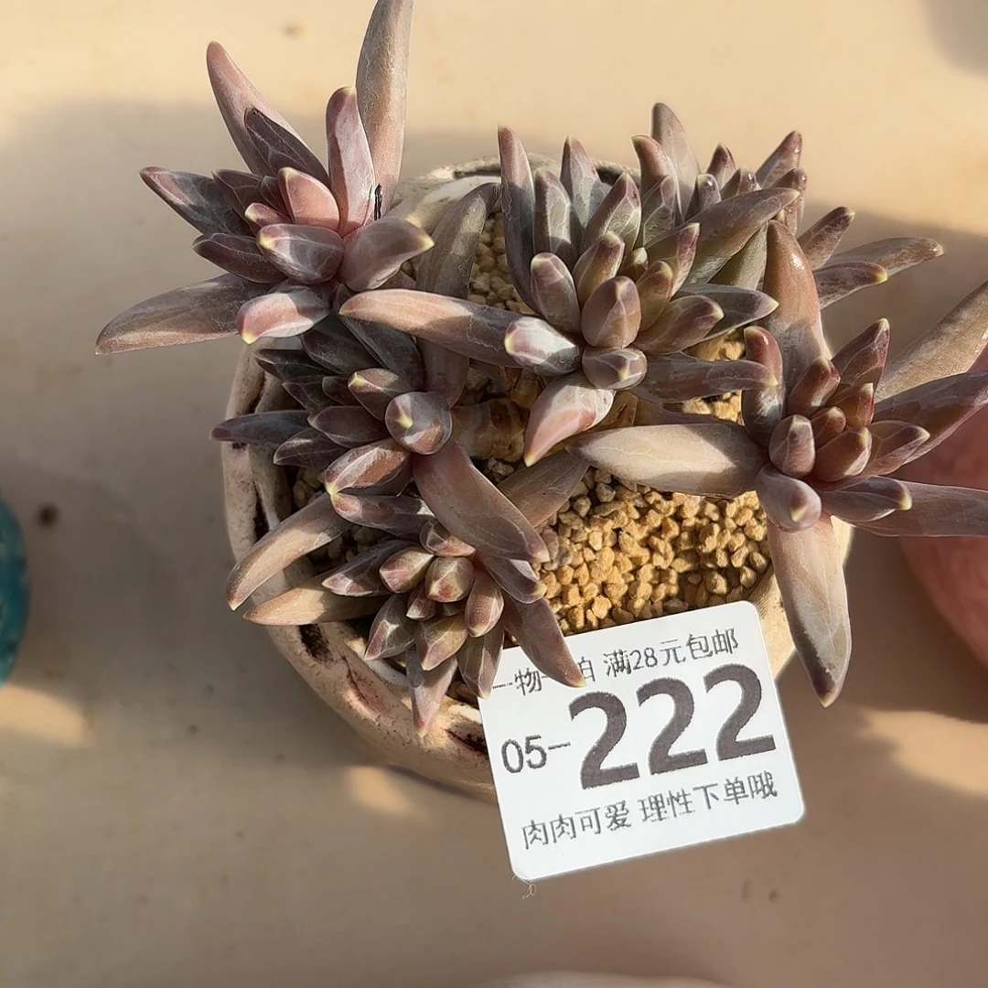 梵高美人无盆土发货无盆