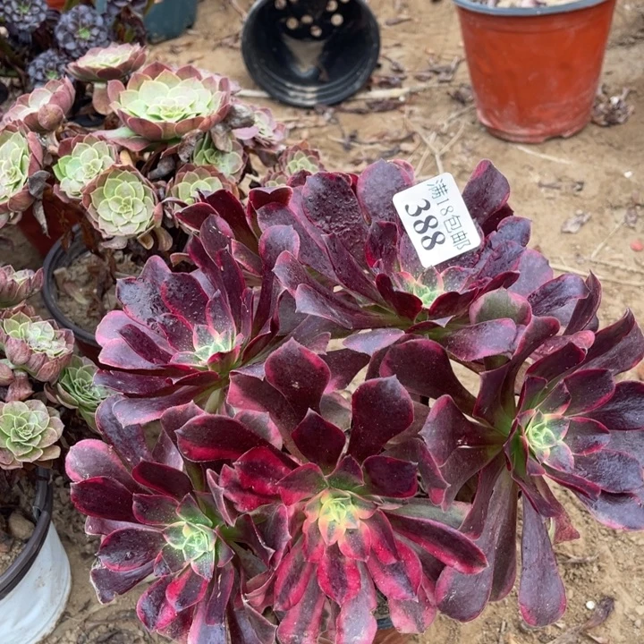 388金丝雀大绣球1