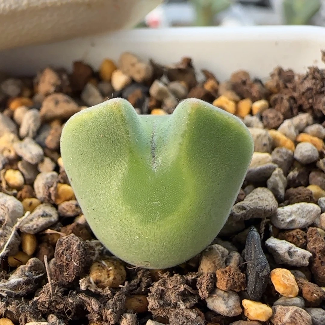 12-21-1-2当天满38包邮4年短耳矮胖空蝉1.7cm脱土