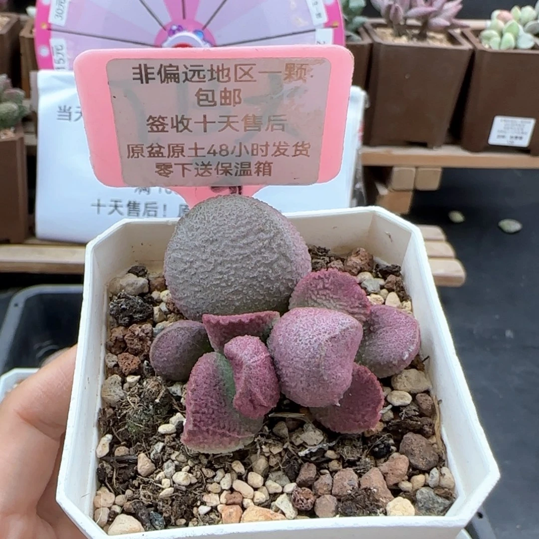 074赛猪肝多肉植物