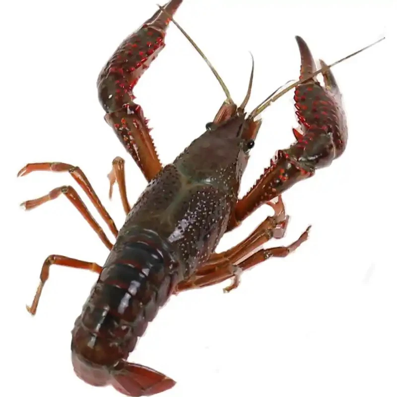 小龙虾 中青 1斤小龙虾制品小龙虾制品小龙虾制品