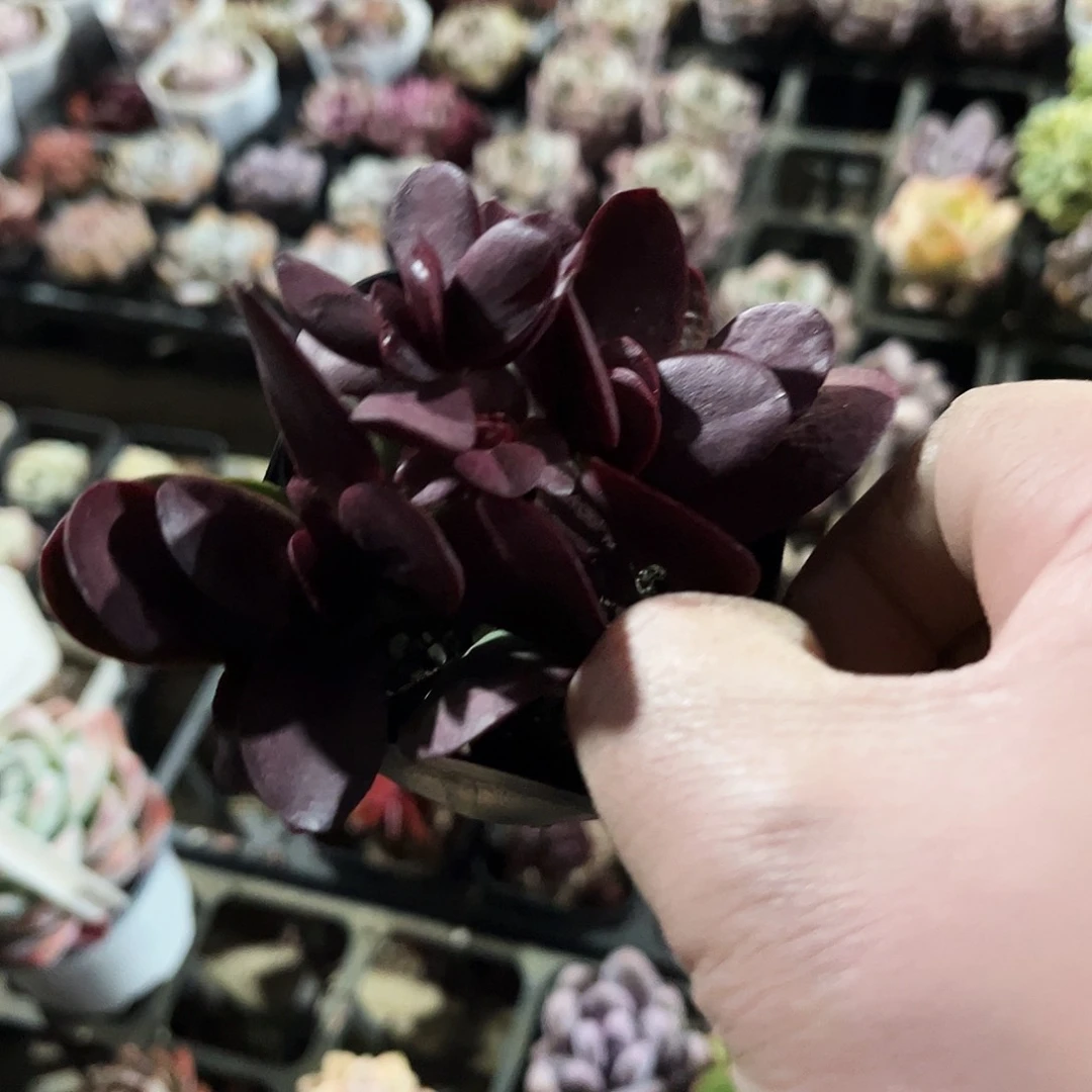 ?*?466多肉植物提取萃取剂