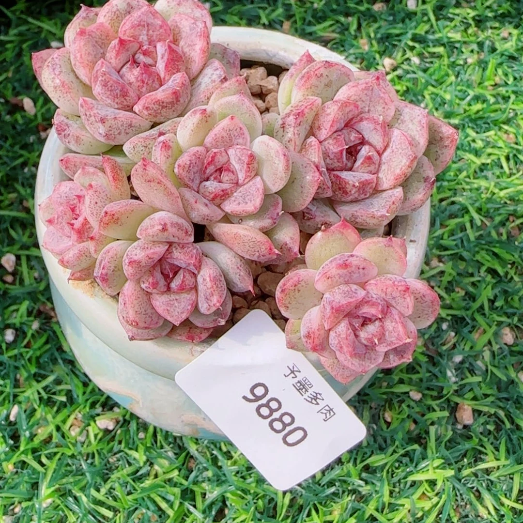 长杆赤水晶，9880多肉植物