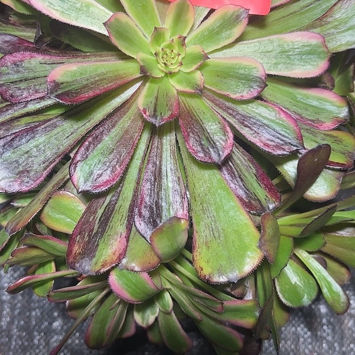 繁花多肉植物保护2301