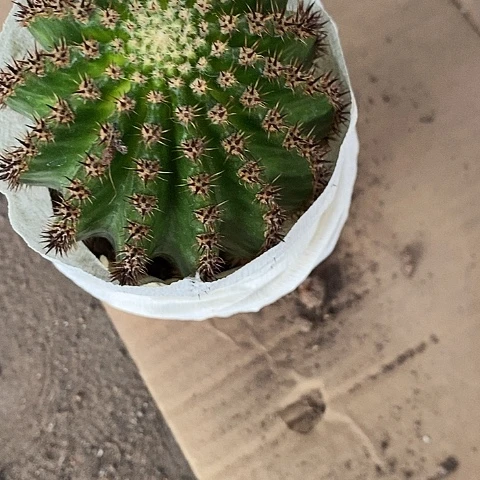 胖奈何毛花毛花357788