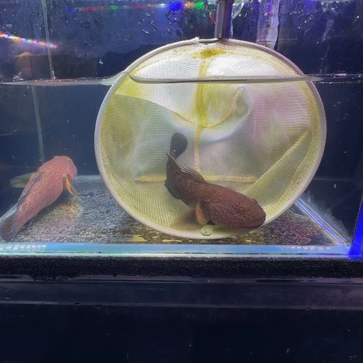 接吻鱼短棘稿10-11一个公