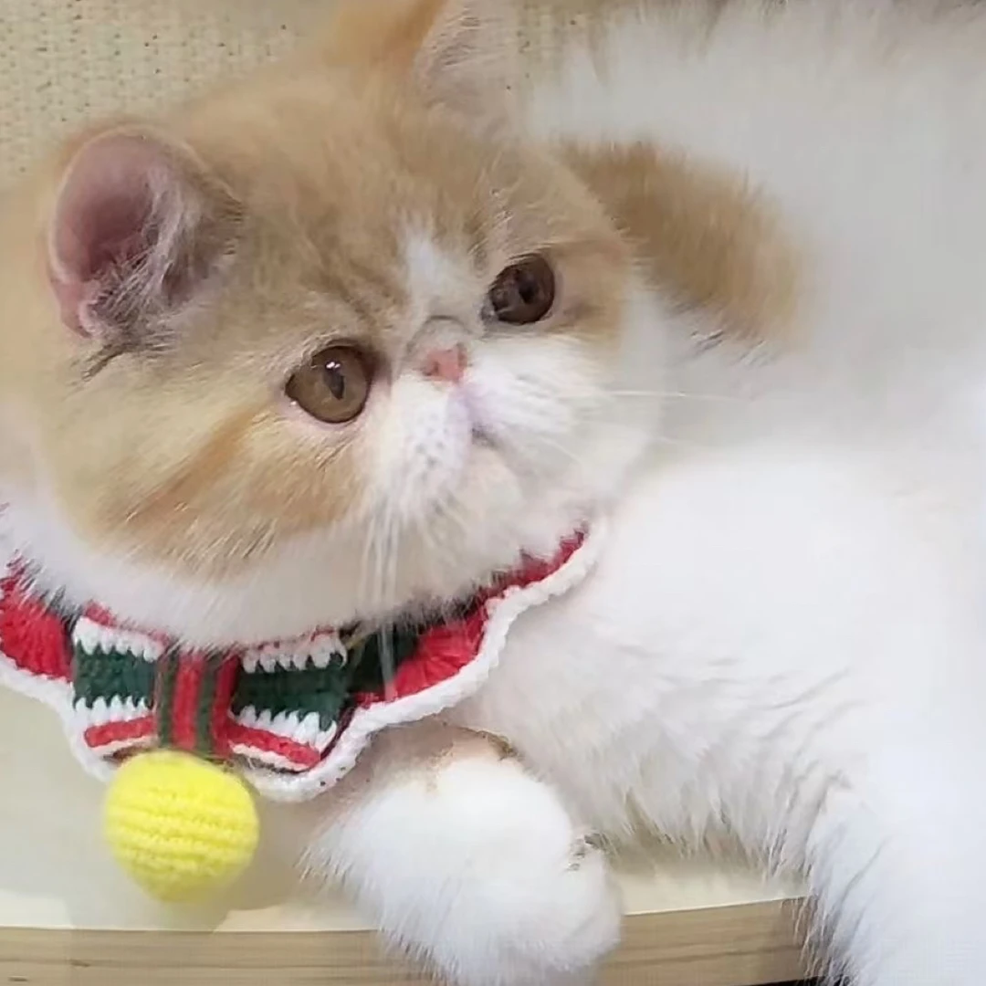 MODELCAT加菲猫 波斯猫   金豆豆