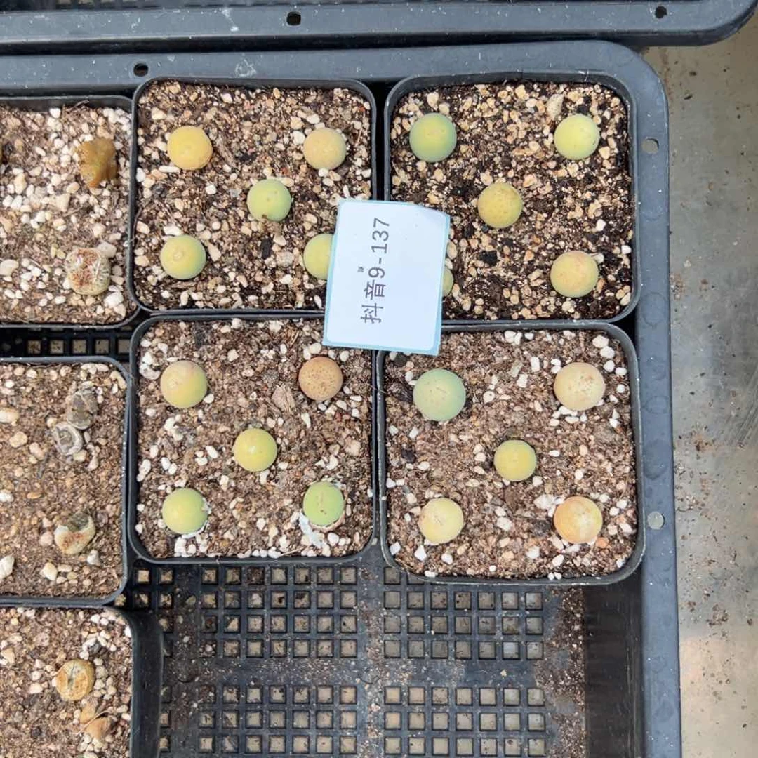 9-137量拍鸽子蛋一盆5颗