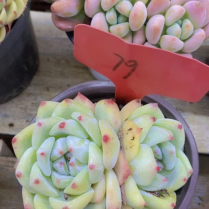开心多肉植物多肉