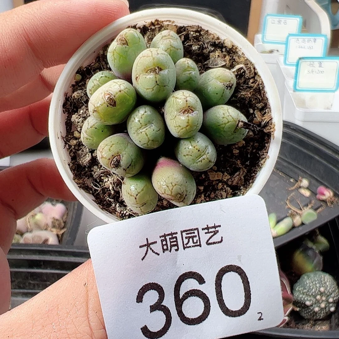 0000360 一物一拍……