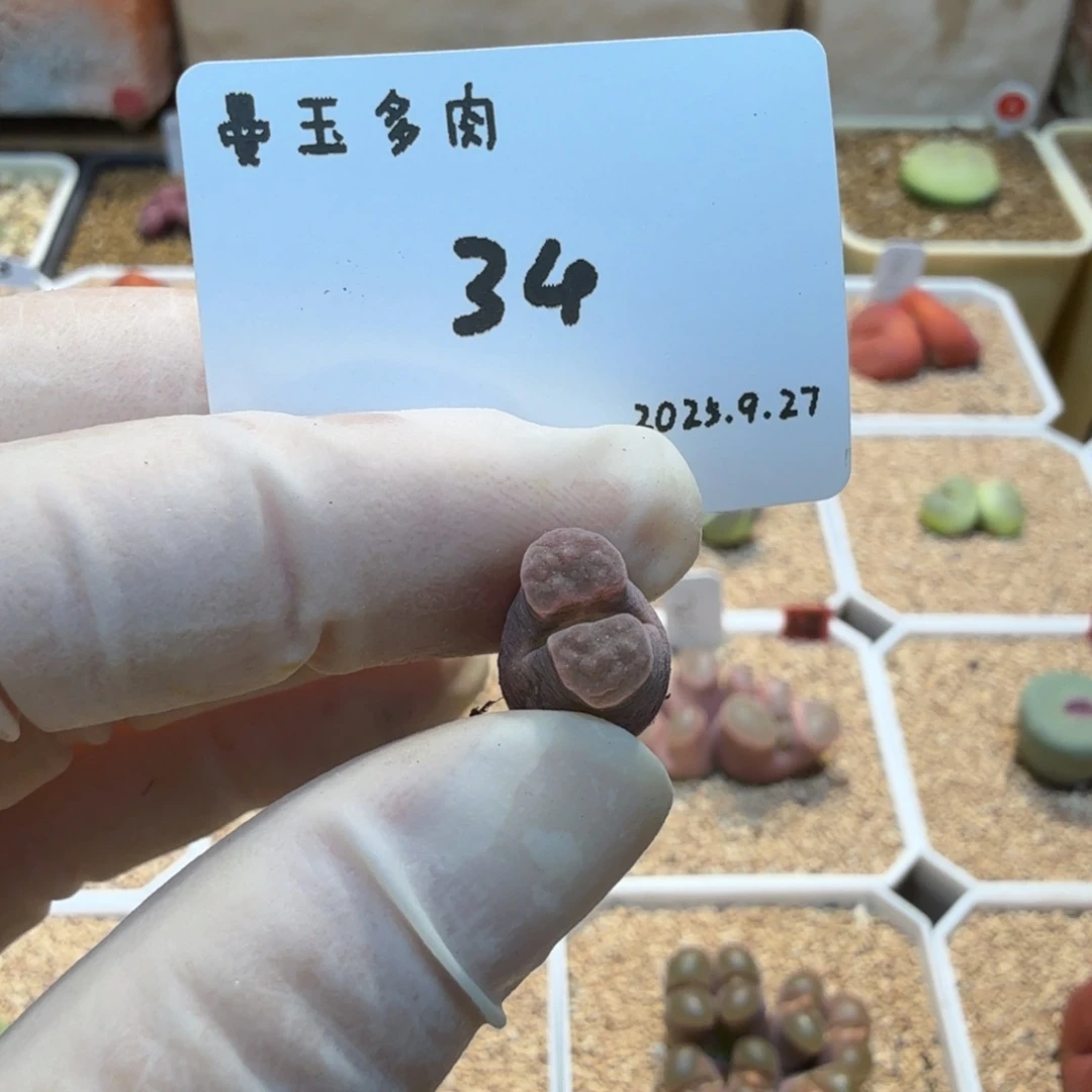 *****多肉多肉多肉9.27-034