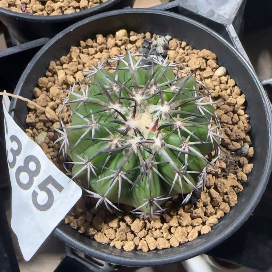 铃木 印加杂 实生仙人球385