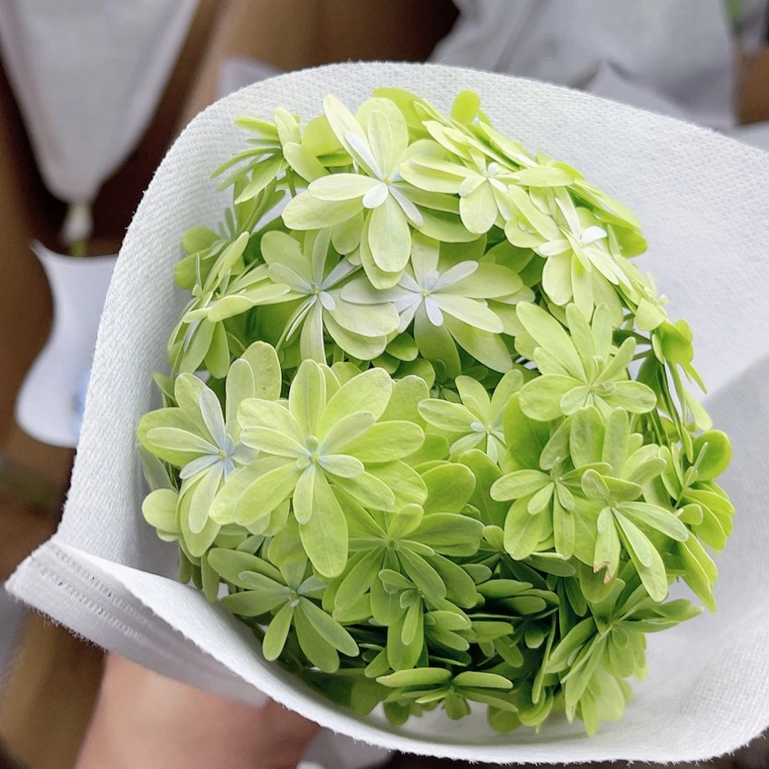 完全开放稀有绣球花202