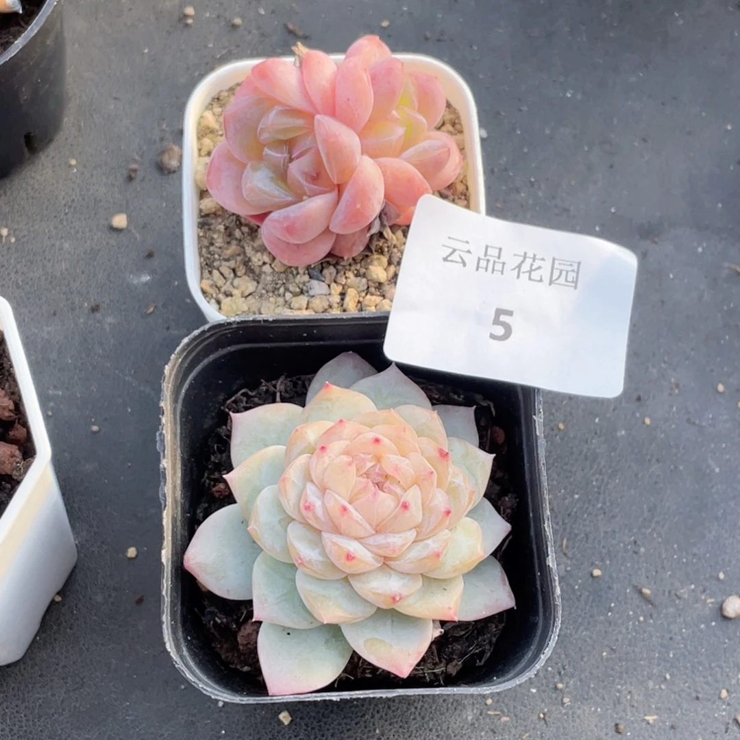 S***35号糖心冰心珍妮2