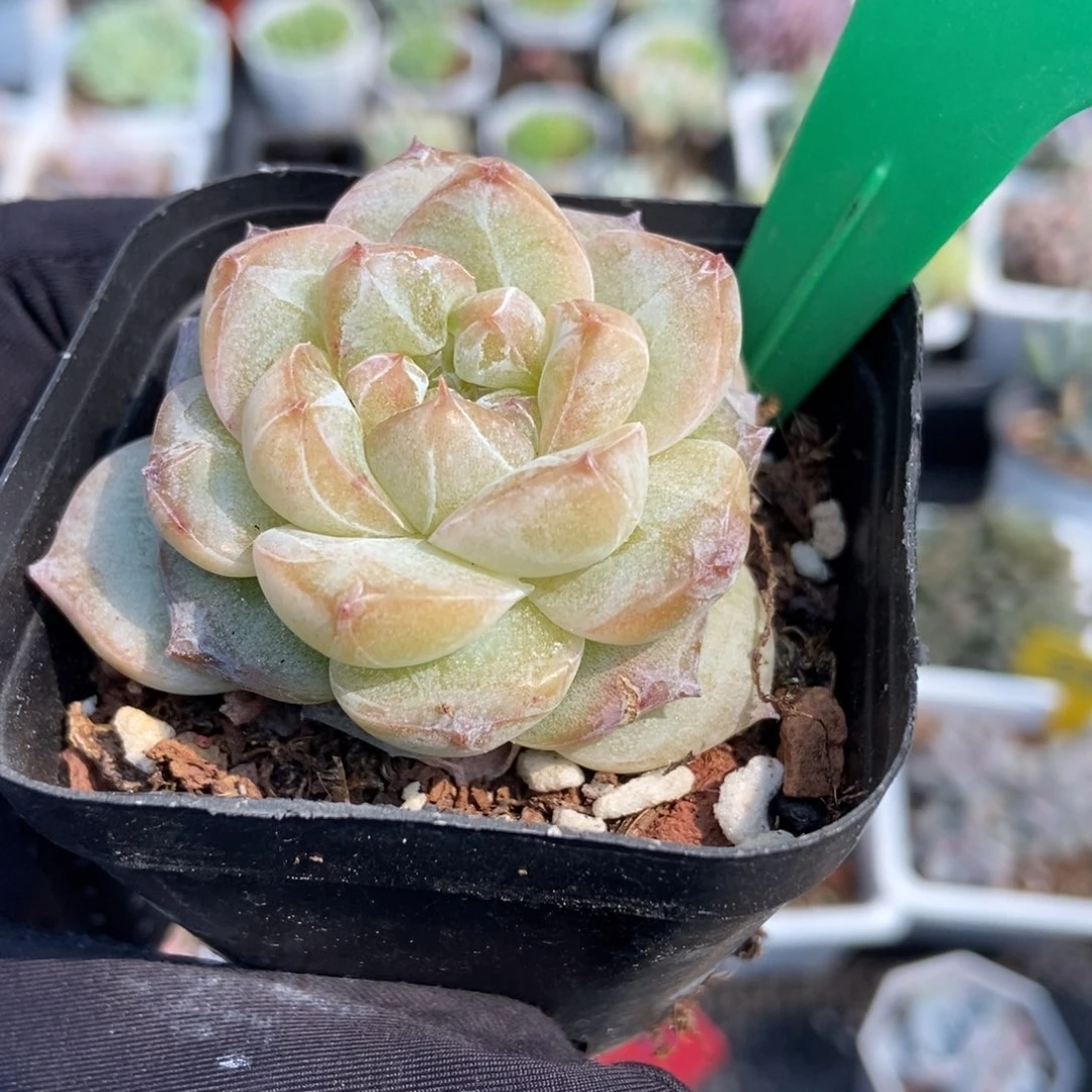 1030粉钻多肉植物保护