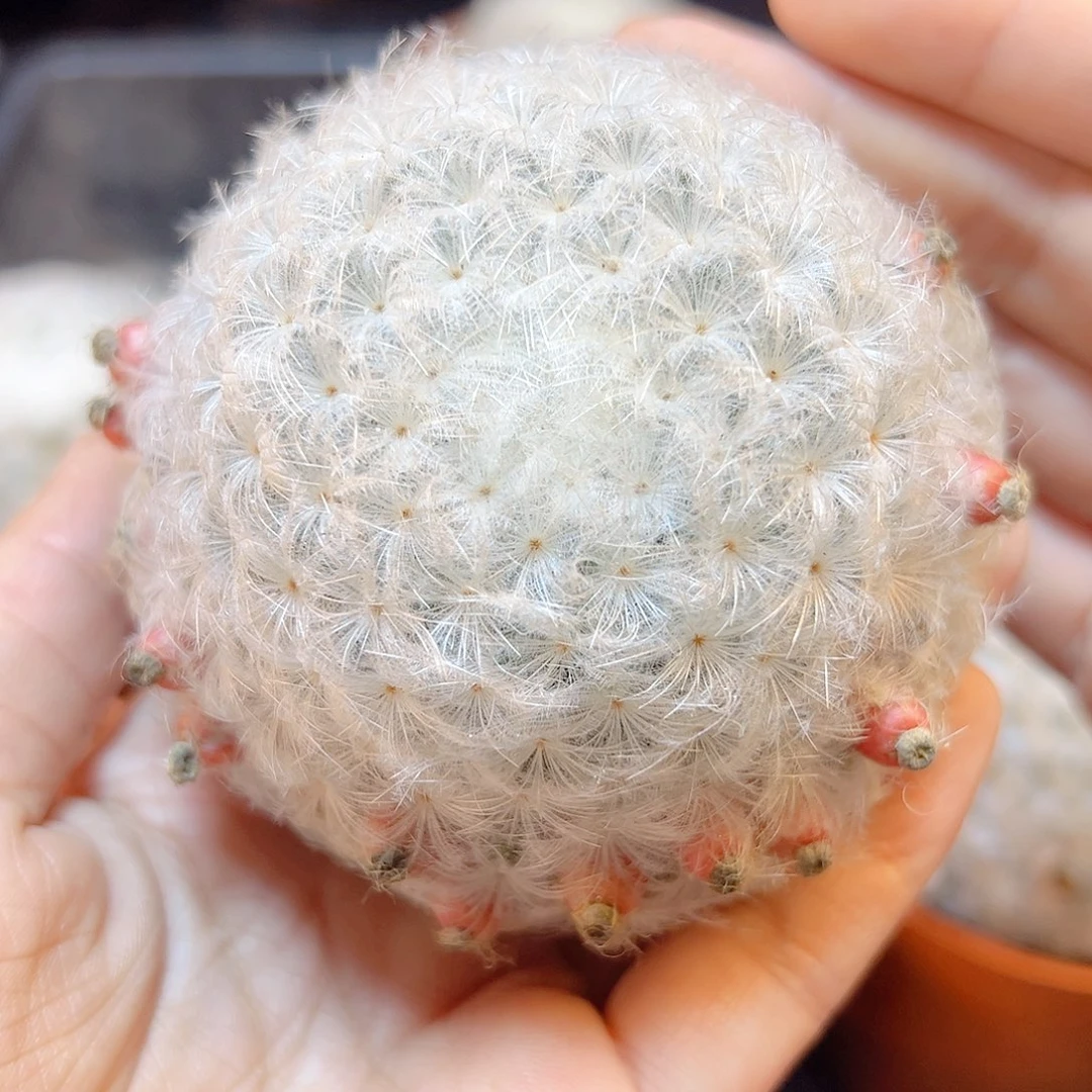 实生白星6.5公分毛会压趴