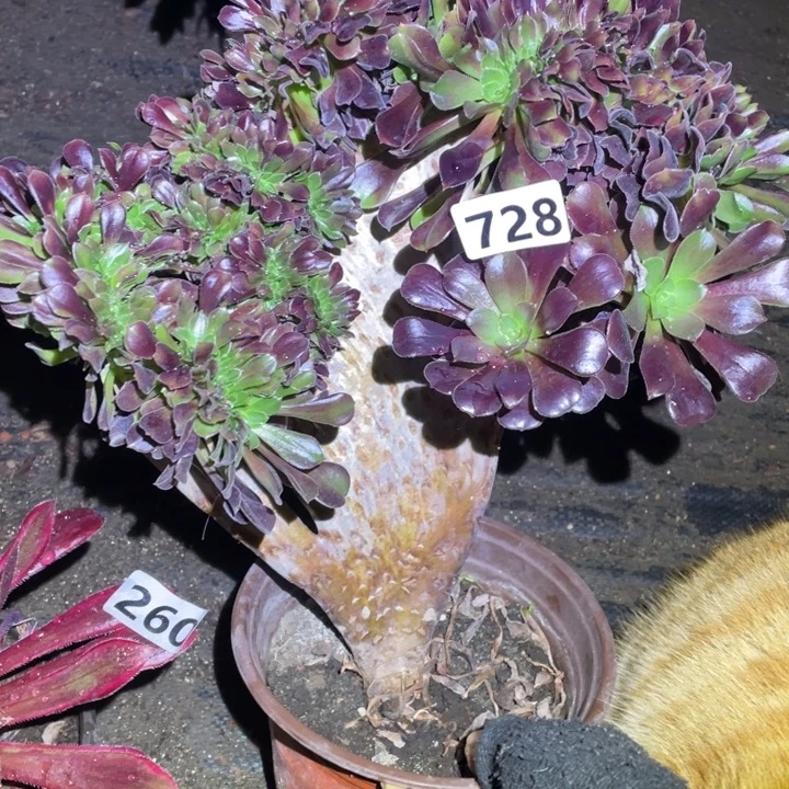 28厘米左右欧紫缀728号