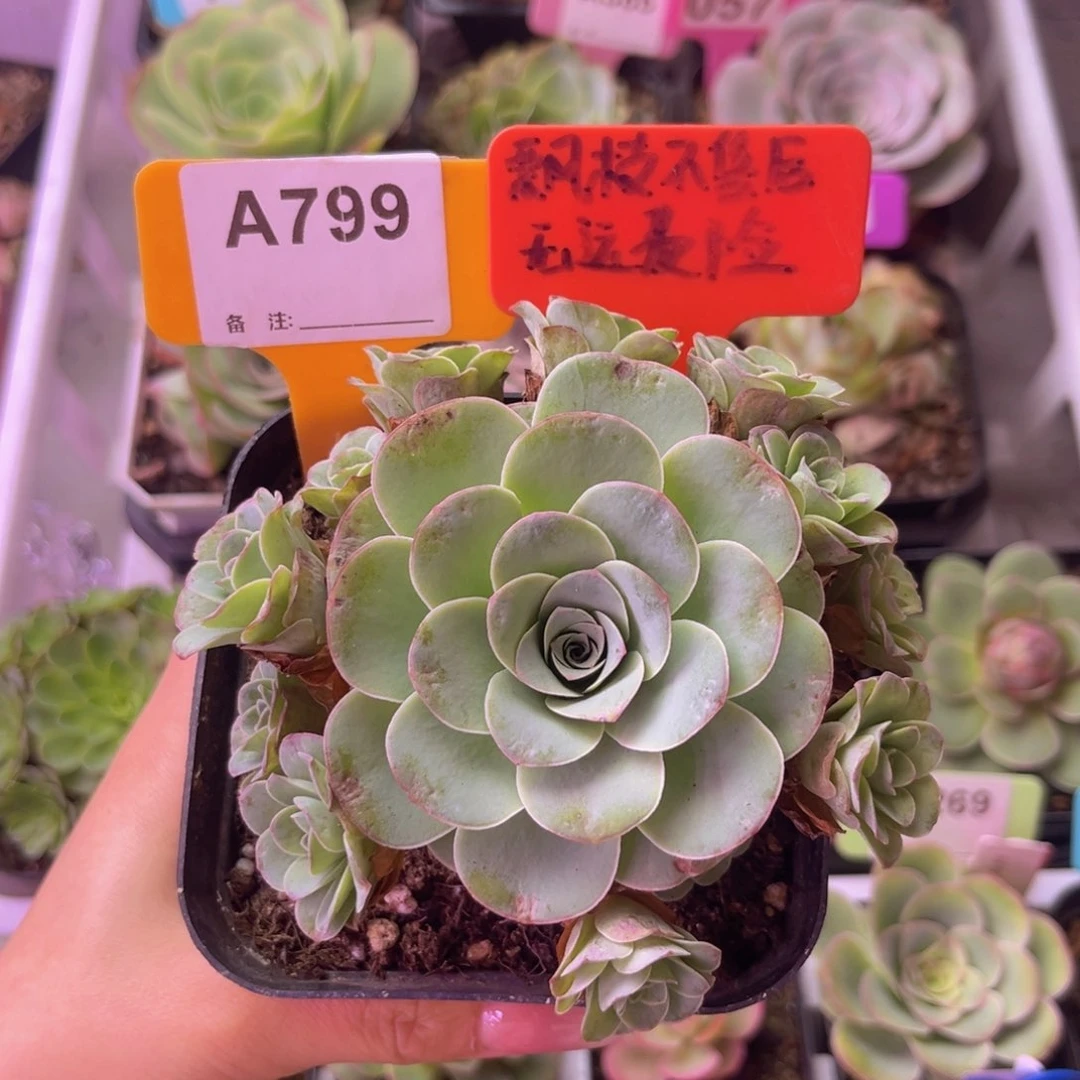 飘枝玫瑰群一物一拍A799 裸根发