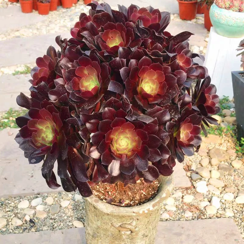 多肉植物法师多头皮实好养欧紫法师10头以上20厘米群生