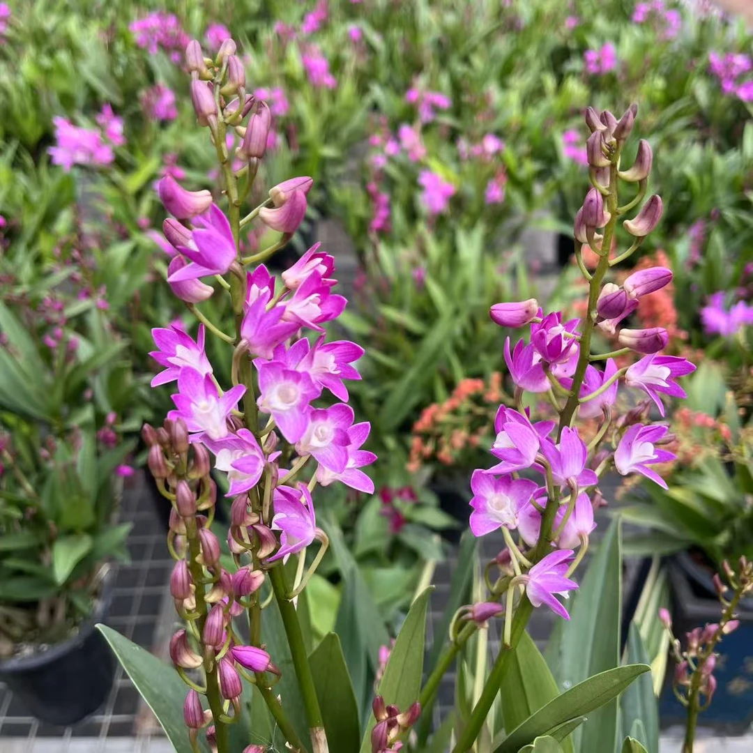 韩国金边石斛兰浪漫樱花粉红色花香兰花盆栽清香好养