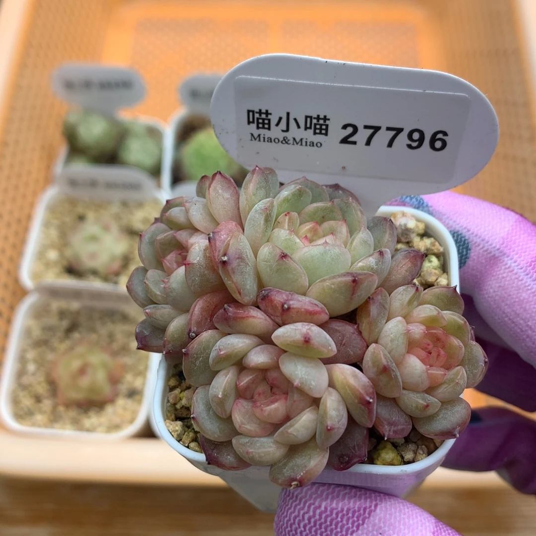 多肉植物糖心珍妮