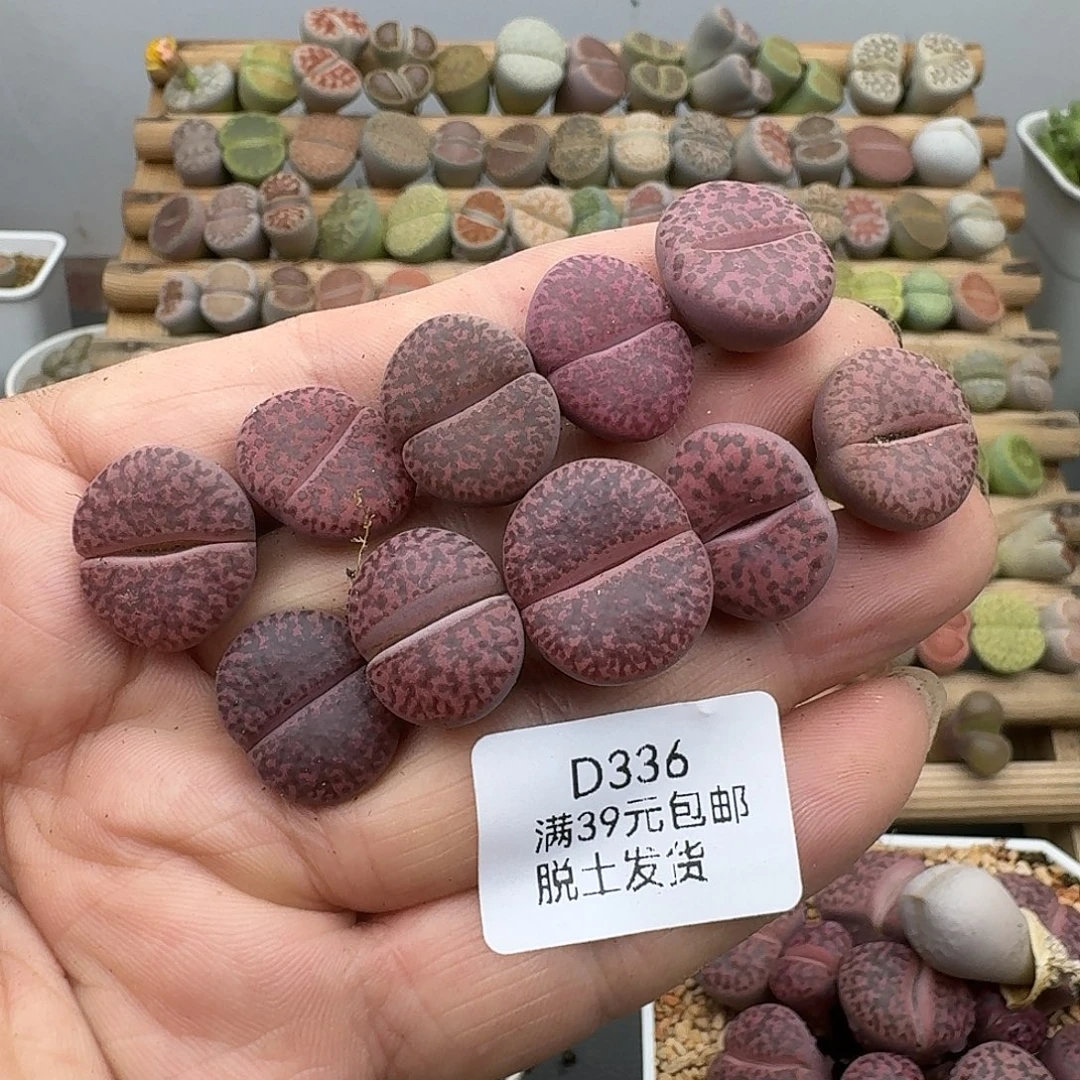 336多肉哈哈哈哈哈哈