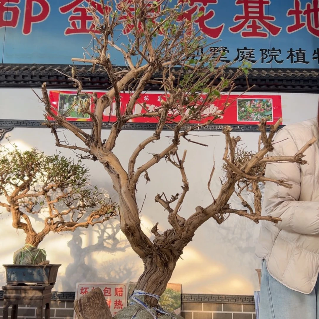 无花朵金银花1122558888899996