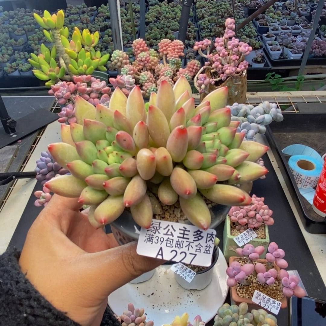 227金鱼姬多肉8cm