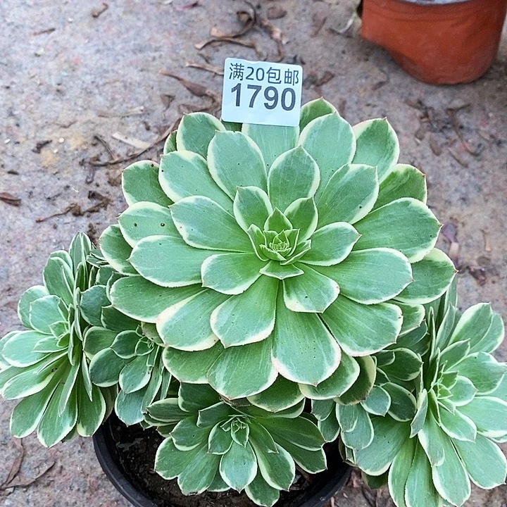 1790 一颗法师多肉