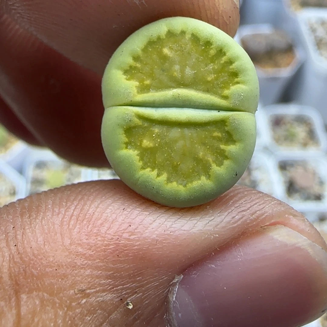 783 生石花大棚直播