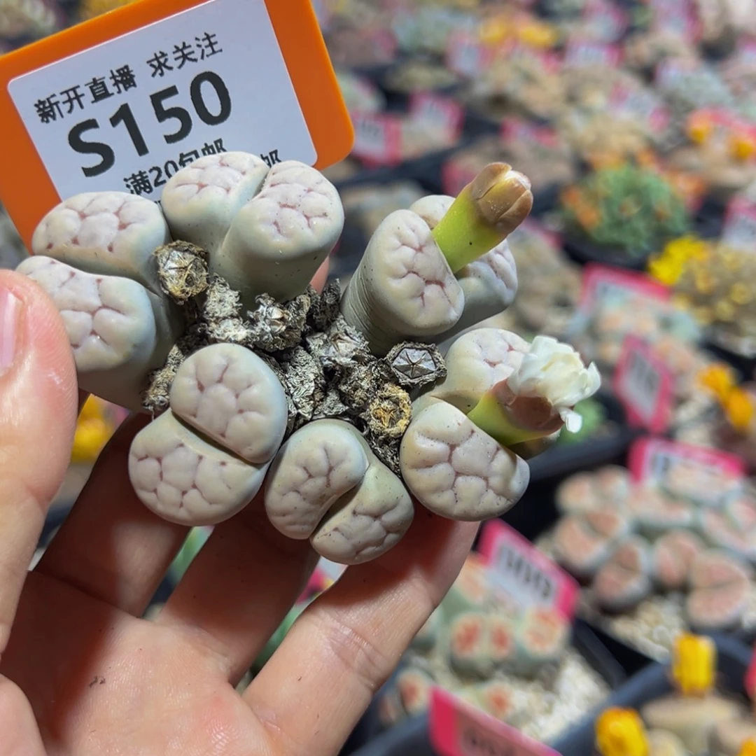 150 一物一拍，默认有伤，介意勿拍，不退不换