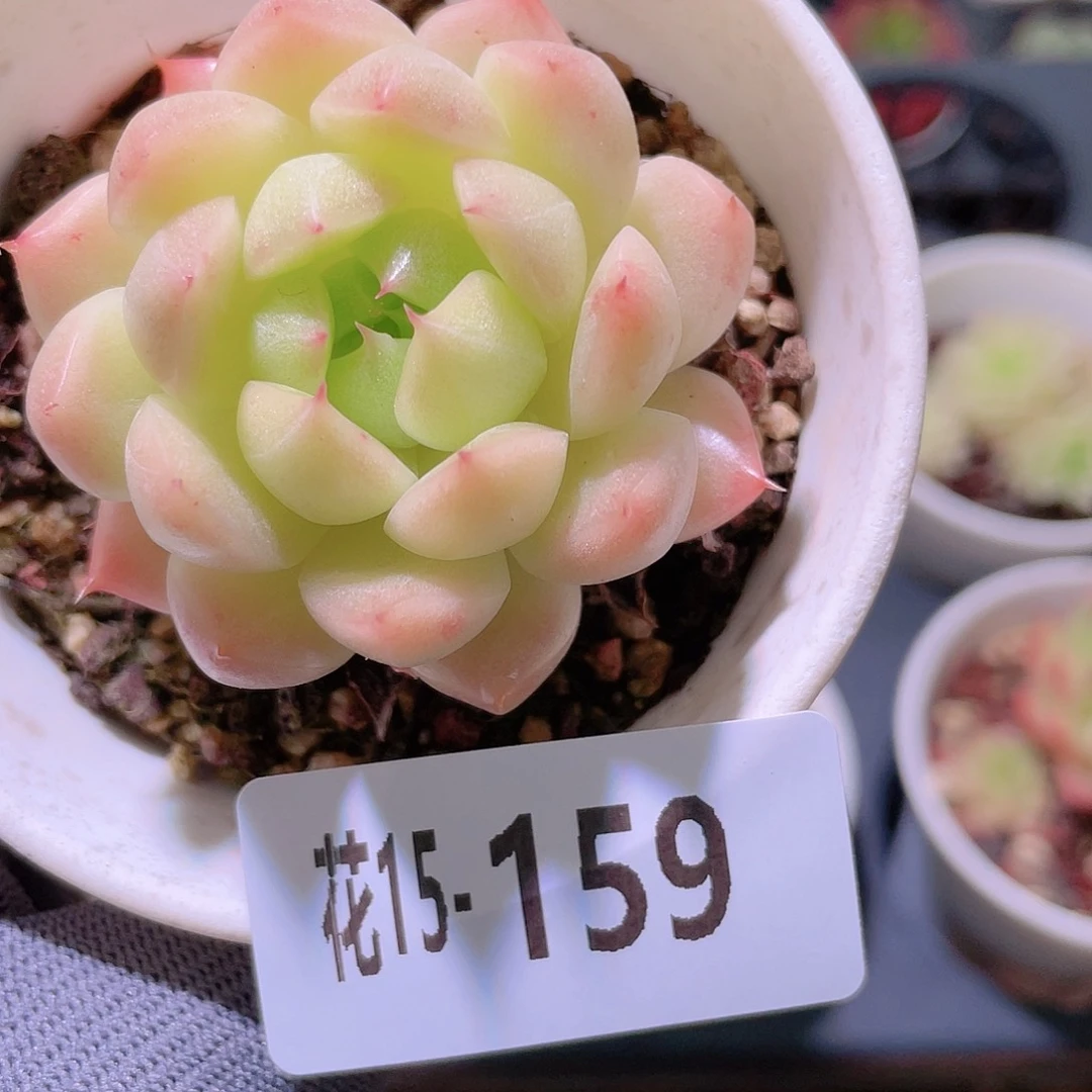 花利美15-159麦秆