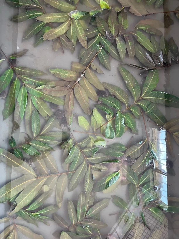 活体宠物（直播挑选，私拍发龟饲料）1号连接