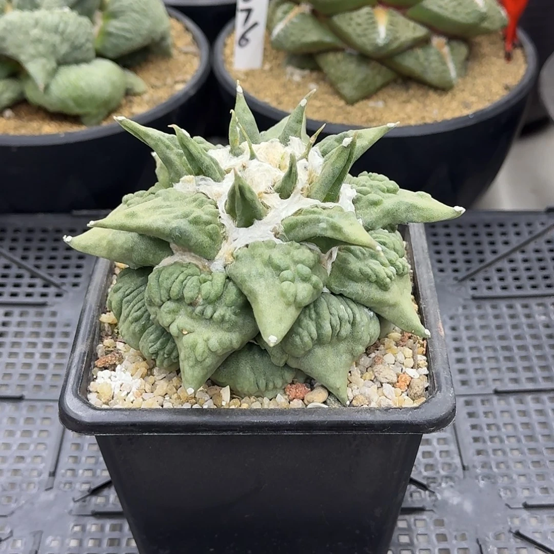 自根怒涛牡丹仙人球