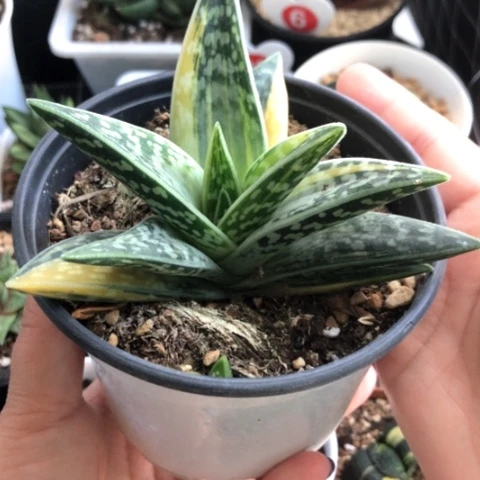 千代田之光锦母本带侧牙带盆发货